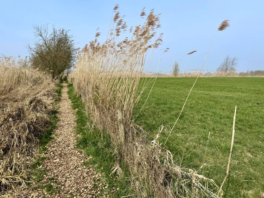 Wandelpad door natuurgebied op 't Gelders Eiland met gras en struiken.
