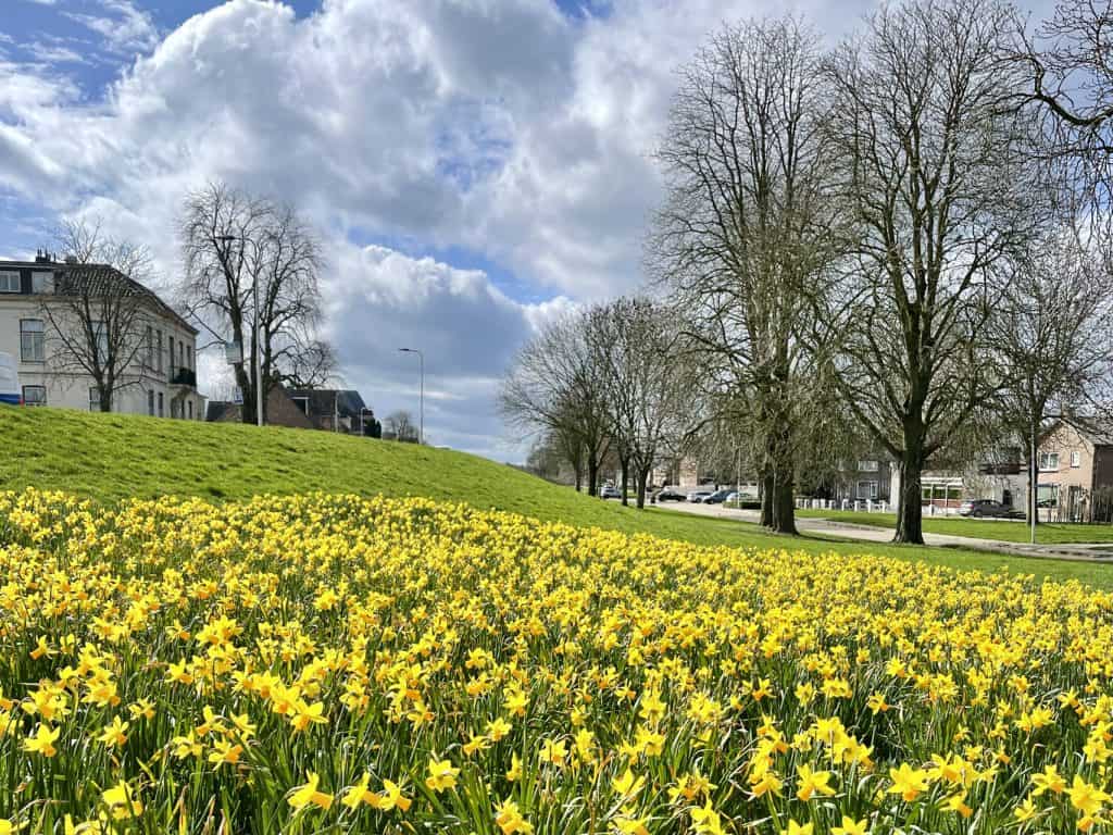 Bloeiende gele narcissen op 't Gelders Eiland in de lente.