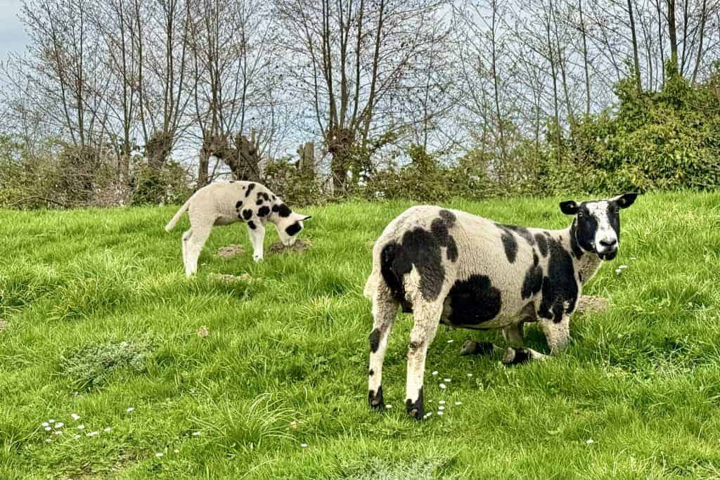 Twee zwart-witte koeien grazen op groen weiland op 't Gelders Eiland.