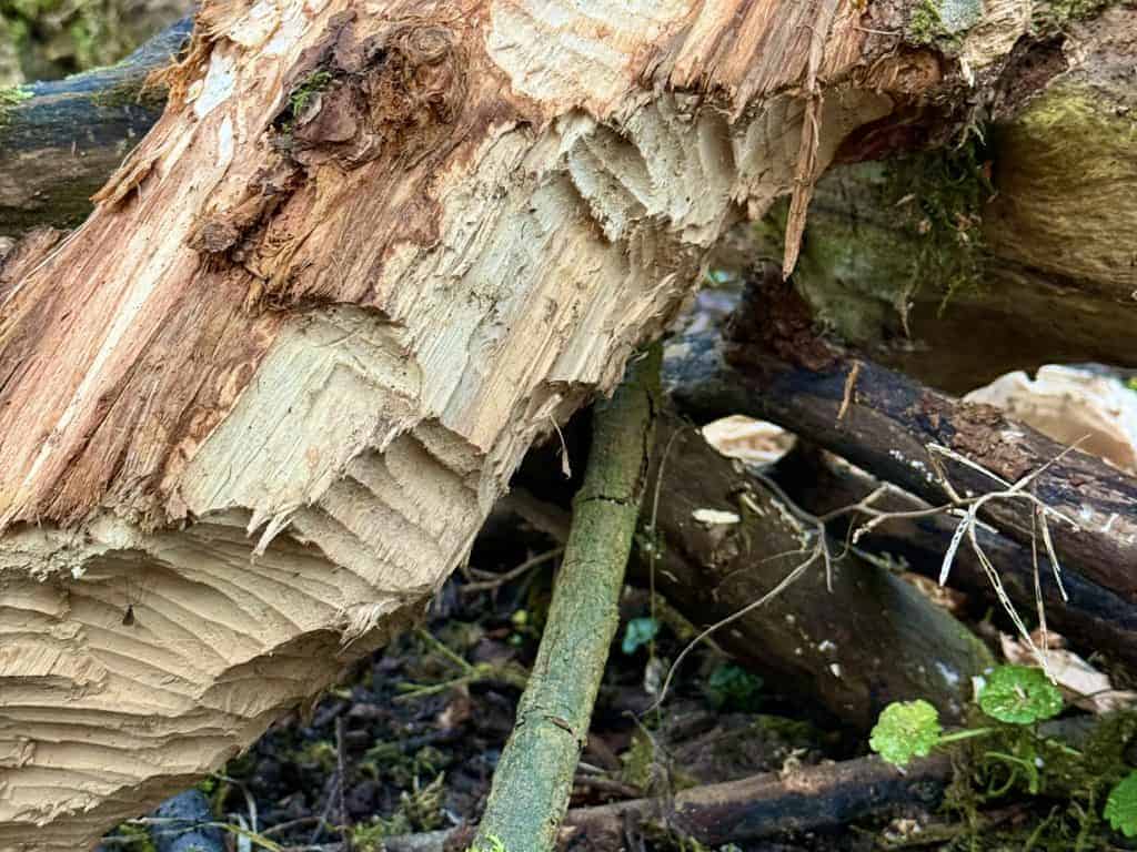 Bosrijke omgeving met omgevallen boomstam op 't Gelders Eiland.