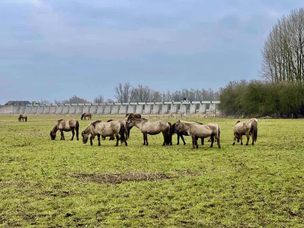 Paarden grazen op de weide op 't Gelders Eiland in Gelderland.