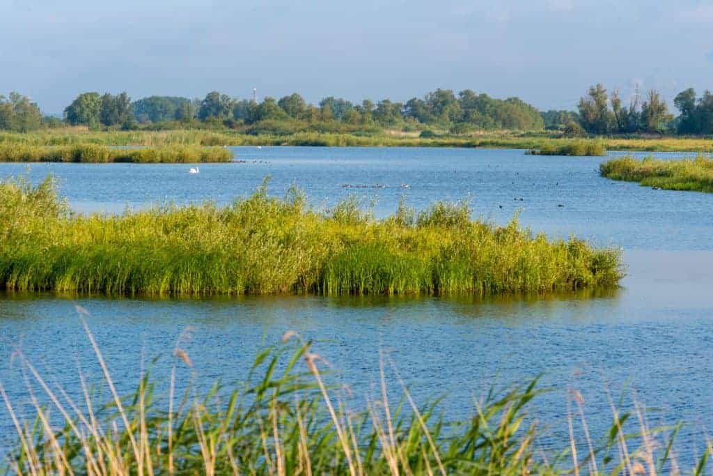 Uitzicht op het Rijnstrangengebied met water en groene rietvelden.