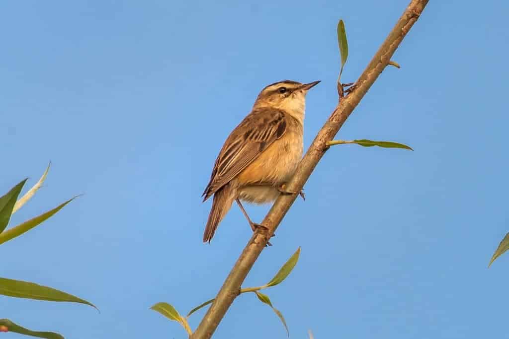 Vogel zittend op een tak met blauwe lucht op de achtergrond.