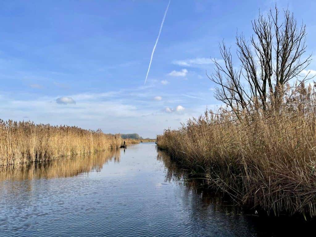 Kalme rivier omgeven door riet en bomen op 't Gelders Eiland.