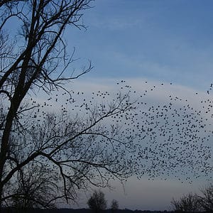 Ganzenspotten