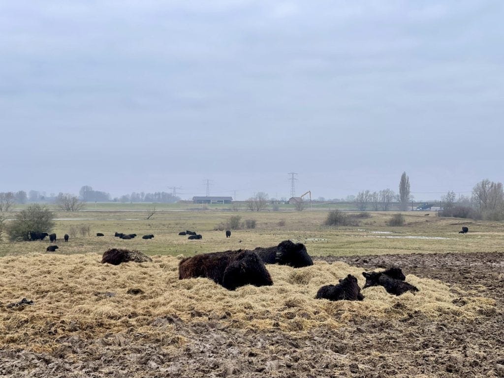 Gelderse weide met grazende runderen en koeien onder een bewolkte hemel.