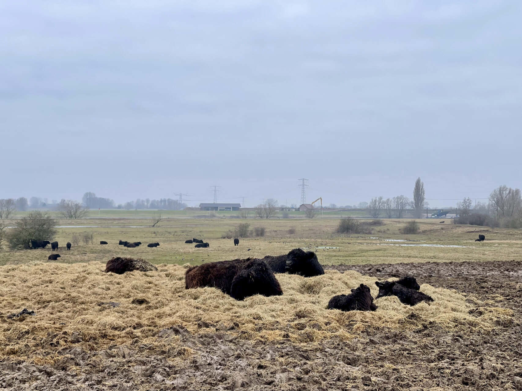 Gelderse weide met grazende runderen en koeien onder een bewolkte hemel.