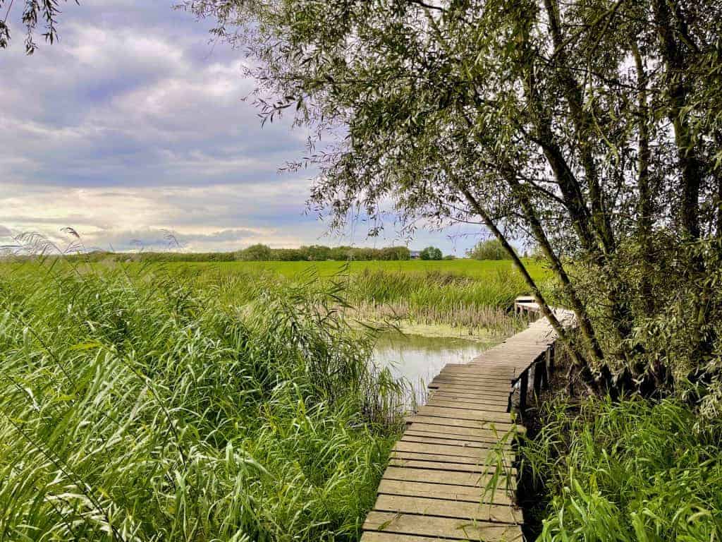 Pad door groene natuur en water op 't Gelders Eiland.