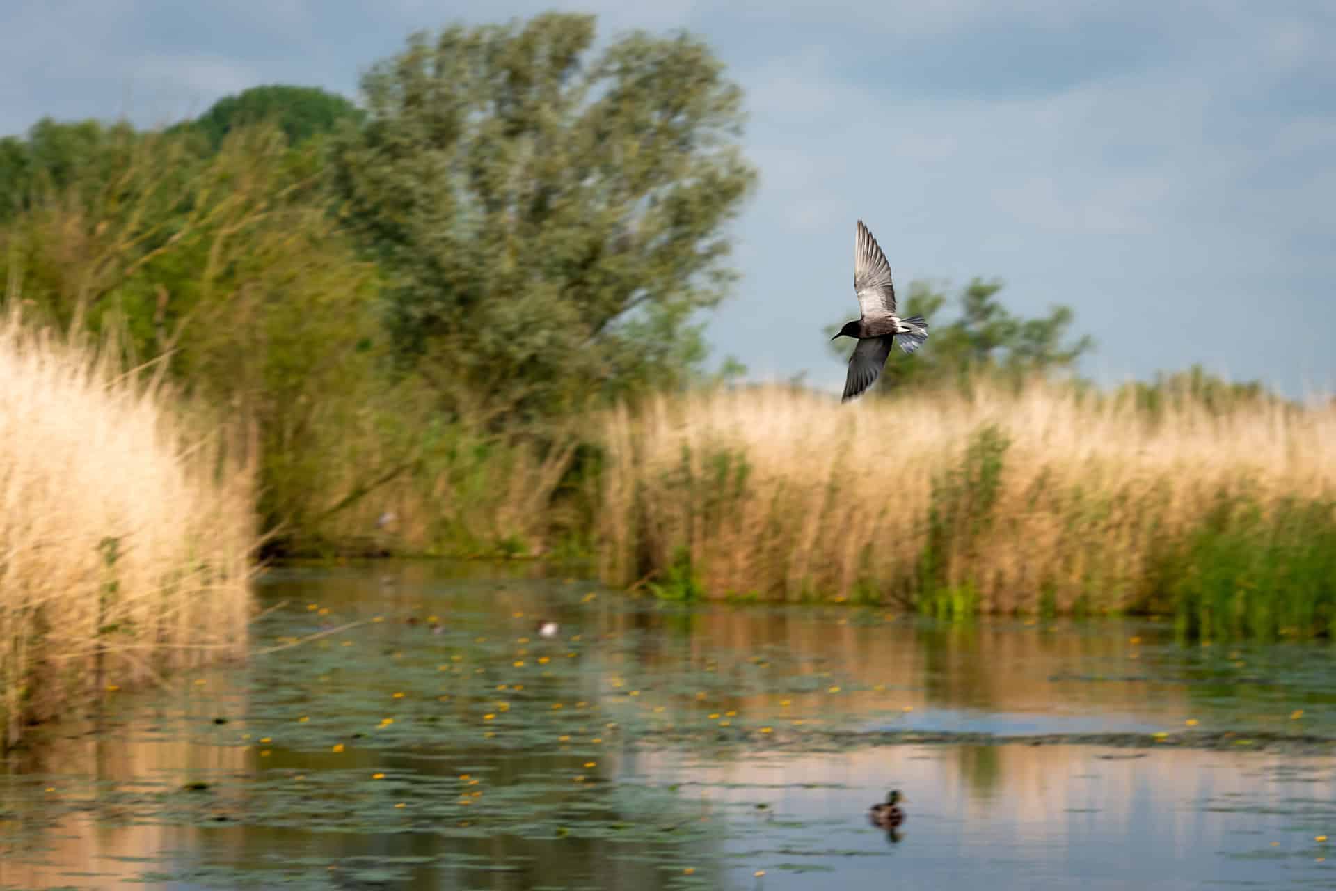 winterwandeling Kleine Gelderse Waard