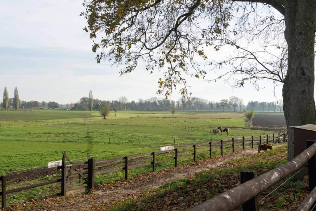 Zicht op weide met paarden en boom op 't Gelders Eiland, rustiek landschap met groene velden en hout.