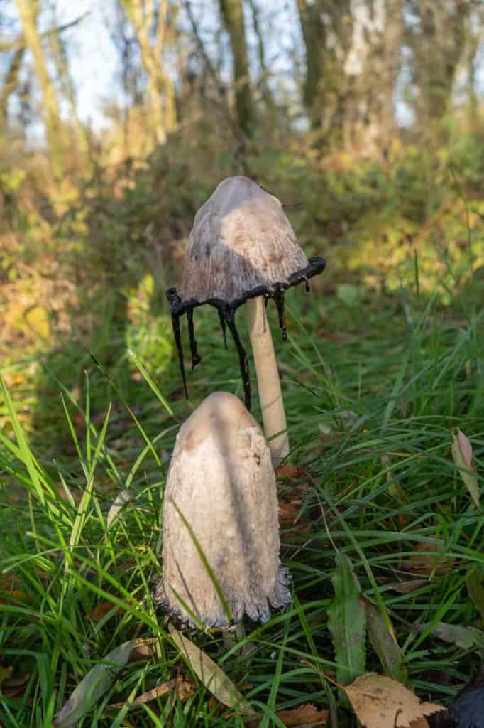 Paddenstoelen in het bos op 't Gelders Eiland, herfstkleuren en natuurlijke omgeving.