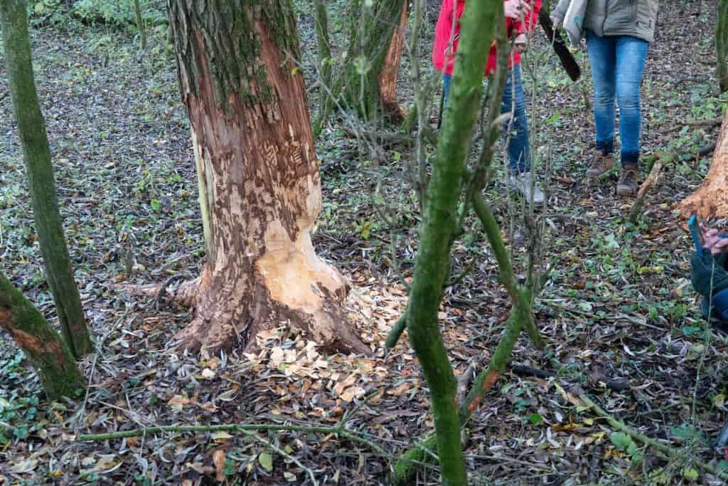 Bos met omgevallen boom en groep wandelaars op 't Gelders Eiland.