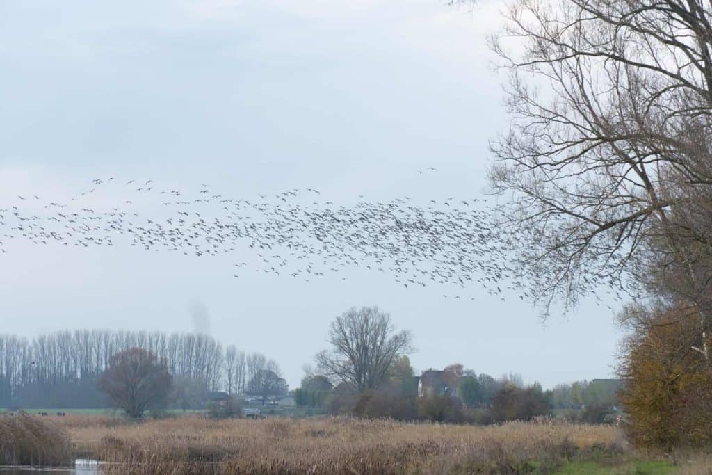 Zwanen in vlucht boven het landschap van 't Gelders Eiland, met bomen en water in de achtergrond.