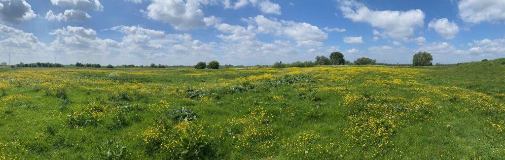 Zonnige weide met bloemen op 't Gelders Eiland, ideaal voor natuur en rust.