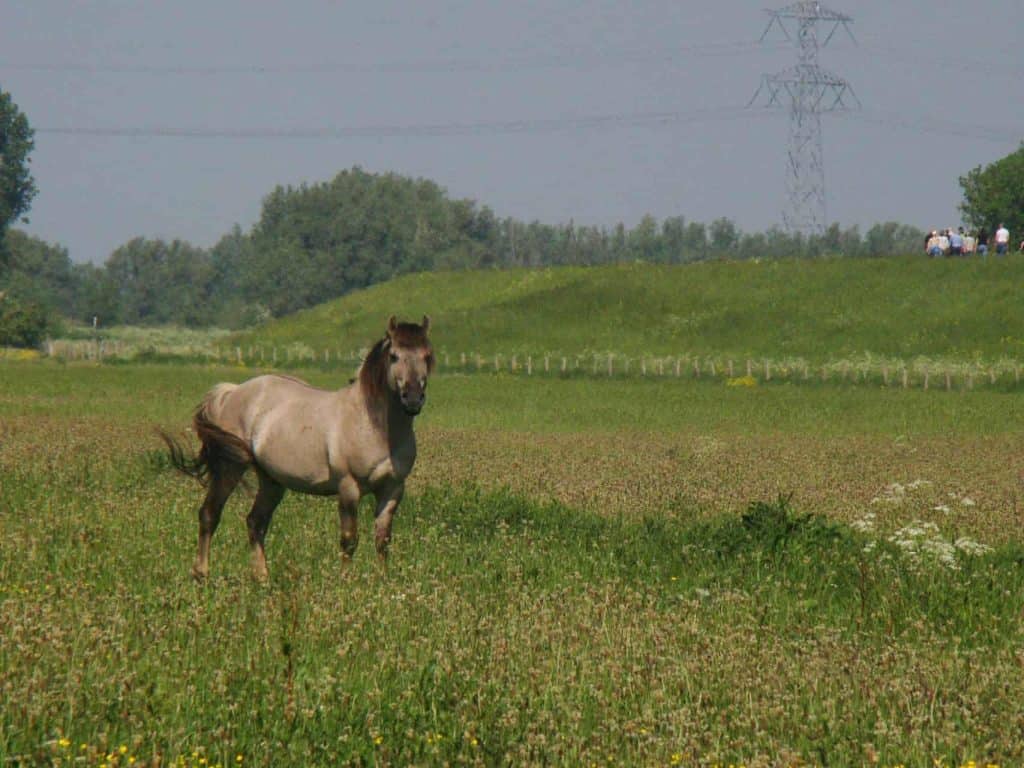 Rustende paard op 't Gelders Eiland in een groene weide met bomen en elektriciteitspalen op de achte.