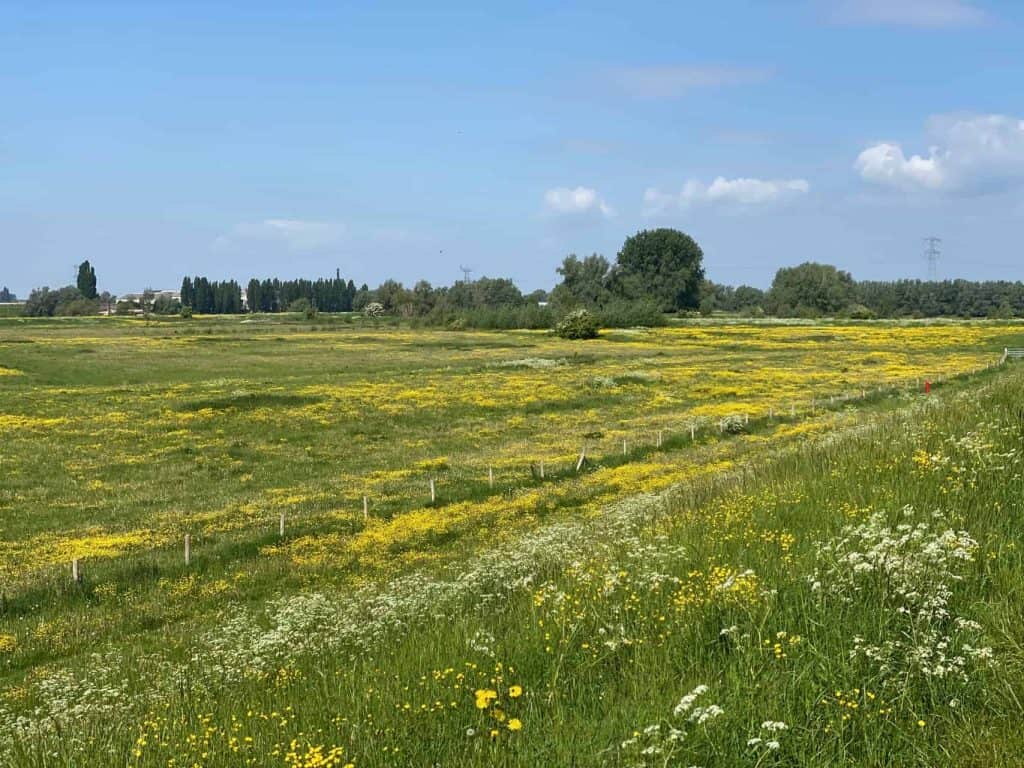 Zand- en weidegebied op 't Gelders Eiland met bloemen en groene velden onder een blauwe hemel.
