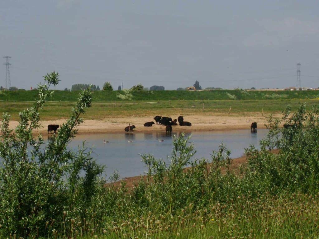 Rustige rivier met koeien die drinken en grazen, omgeven door groene vegetatie en open landschap op.