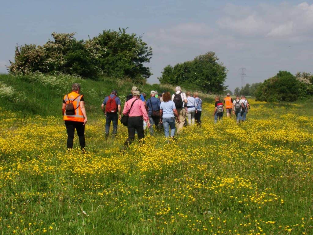 Gezelschap wandelaars op 't Gelders Eiland in een weelderig bloemenveld.