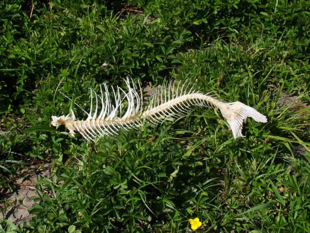 Karkas van een vis op 't Gelders Eiland, omgeven door groene vegetatie en een gele bloem.