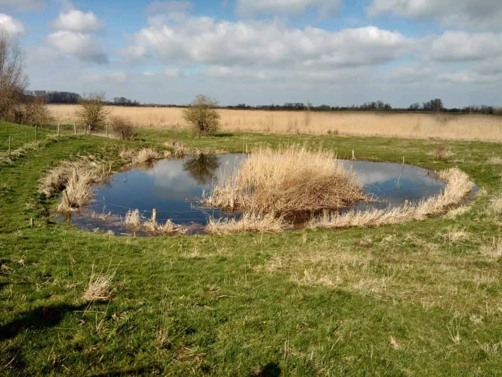 Natuurlijke waterpartij op 't Gelders Eiland met gras en riet, onder een bewolkte hemel.
