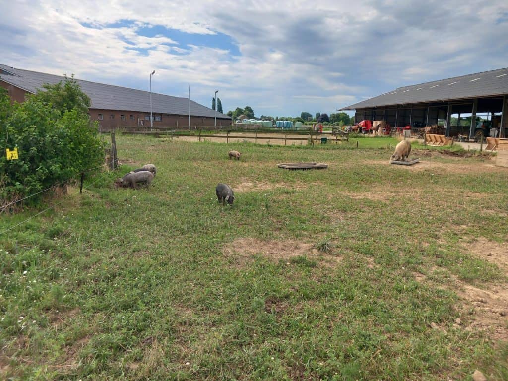 Zandsculpturen en varkens op een boerderij op 't Gelders Eiland, met schuren en een open stal op de.