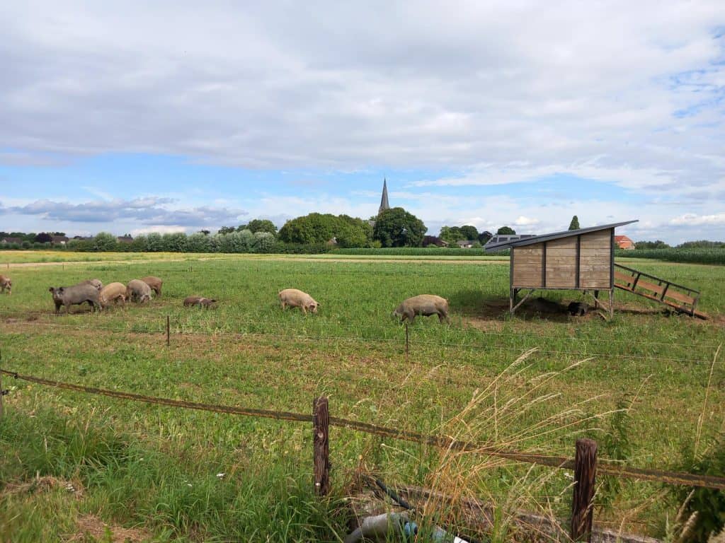 Schapen op het platteland van 't Gelders Eiland met kerktoren op de achtergrond.