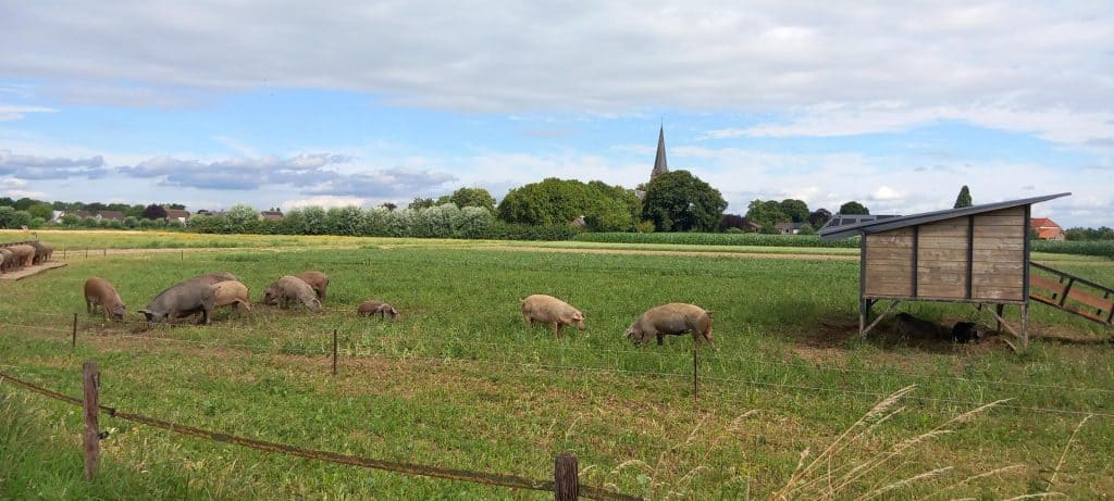 Zomerse boerderij met varkens op 't Gelders Eiland, groene velden en een kerktoren op de achtergrond.