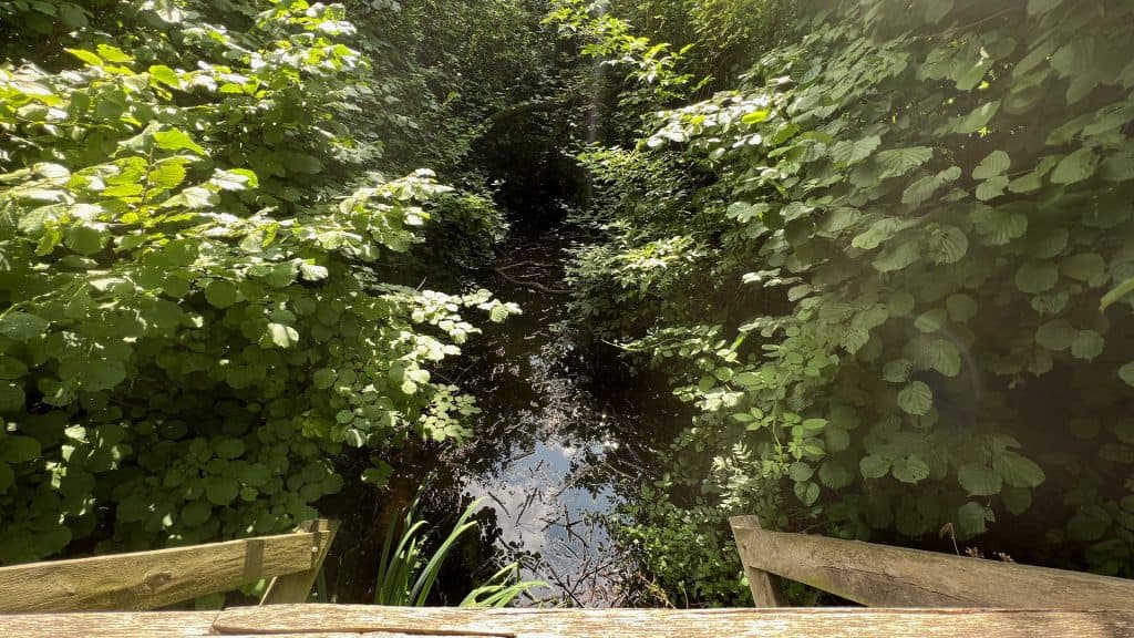 Natuurlijke waterkant op 't Gelders Eiland met weelderige groene begroeiing.