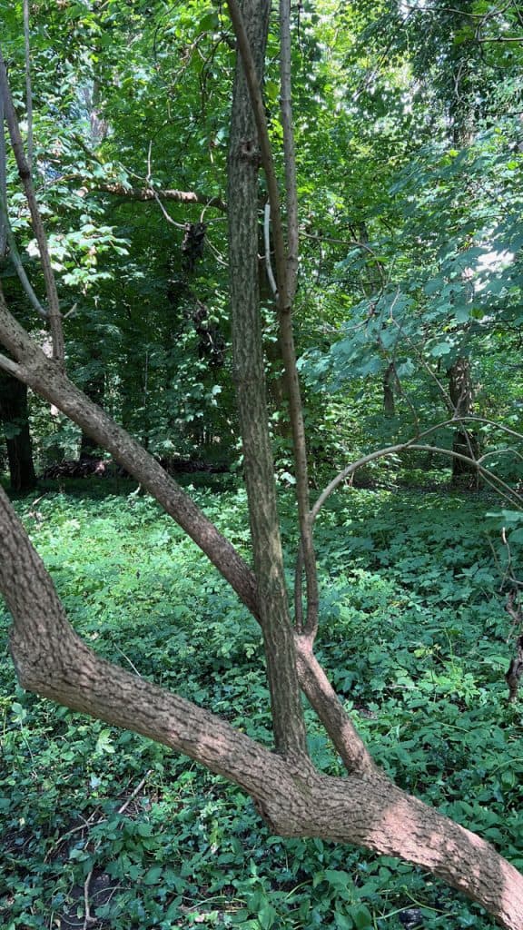 Zomerse bosrijke omgeving op 't Gelders Eiland met groene bomen en struiken.