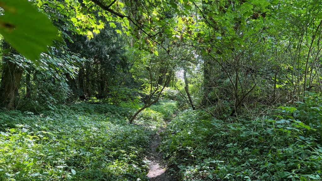 Gezicht op bosrijke omgeving op 't Gelders Eiland, met weelderige groene bomen en struiken.