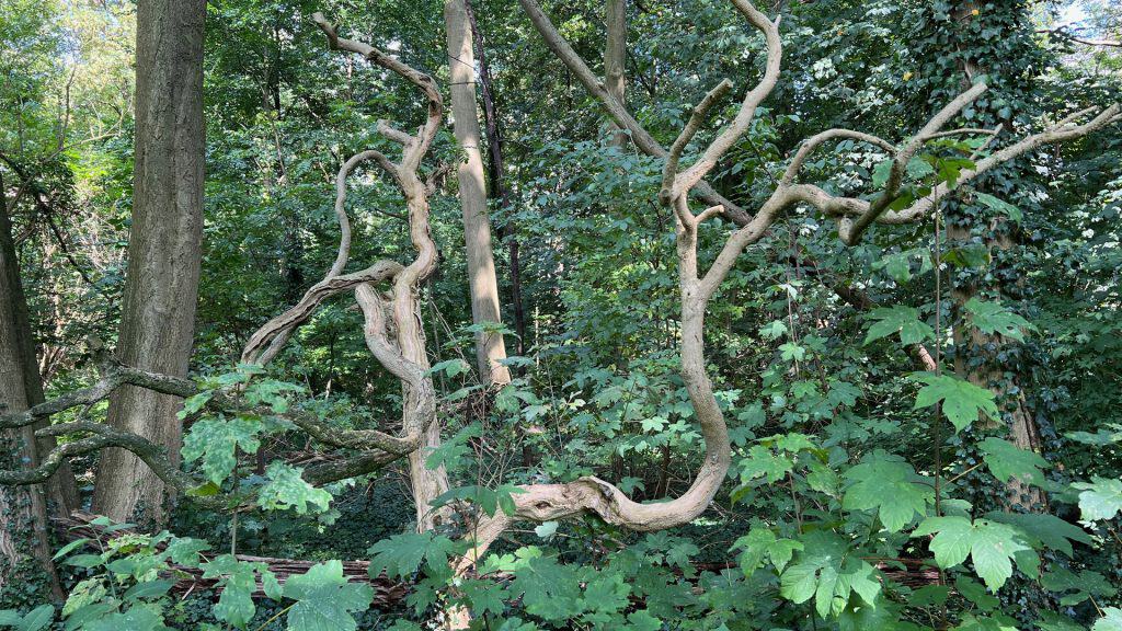 Zeer oude, kronkelende bomen in een bos op 't Gelders Eiland.