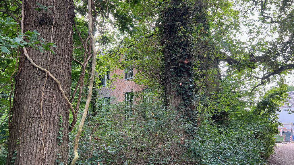 Bladeren en bomen op 't Gelders Eiland in Arnhem, groene natuur en rustgevende omgeving.