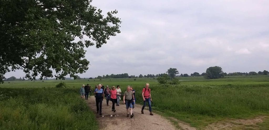 Wandelaars op een pad door het landschap van 't Gelders Eiland, groene velden en bomen onder een bew.