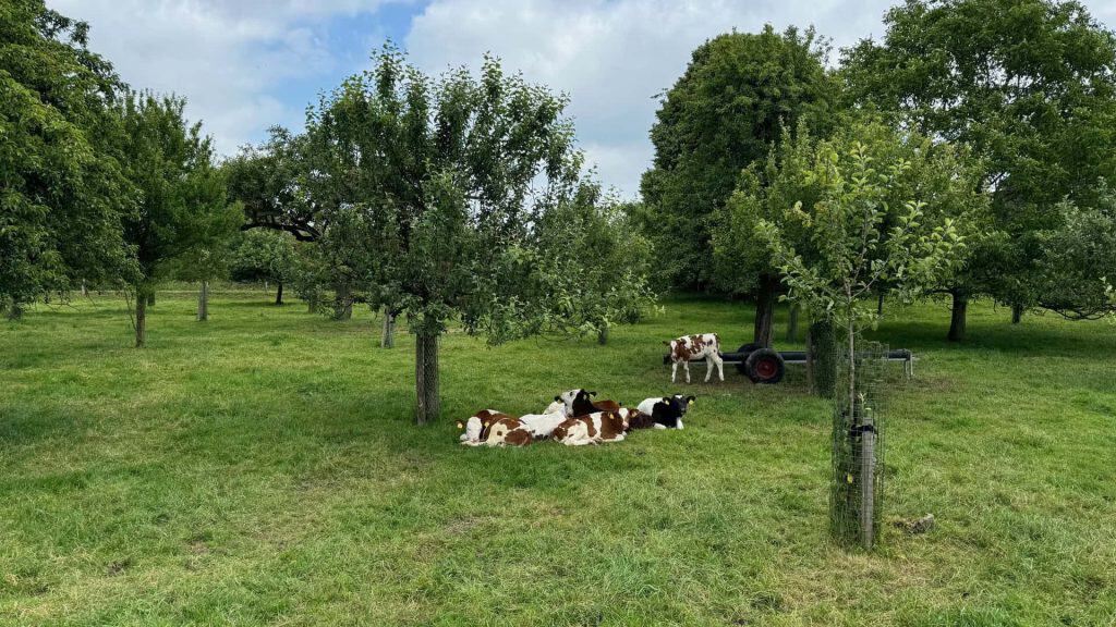 Koeien rusten in een groene boomgaard op 't Gelders Eiland, omgeven door bomen en een heldere blauwe.