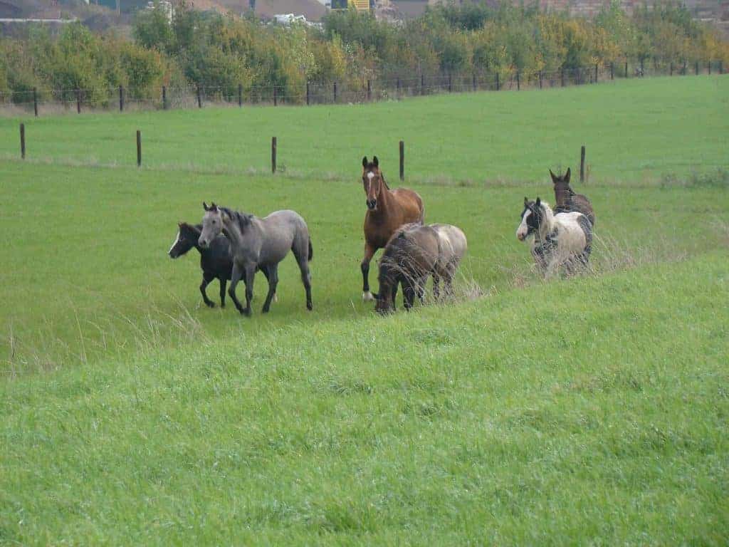 Paarden op het groene landschap op 't Gelders Eiland.