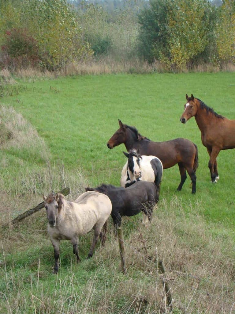 Rustige paarden op 't Gelders Eiland in een groene weide met bomen op de achtergrond.