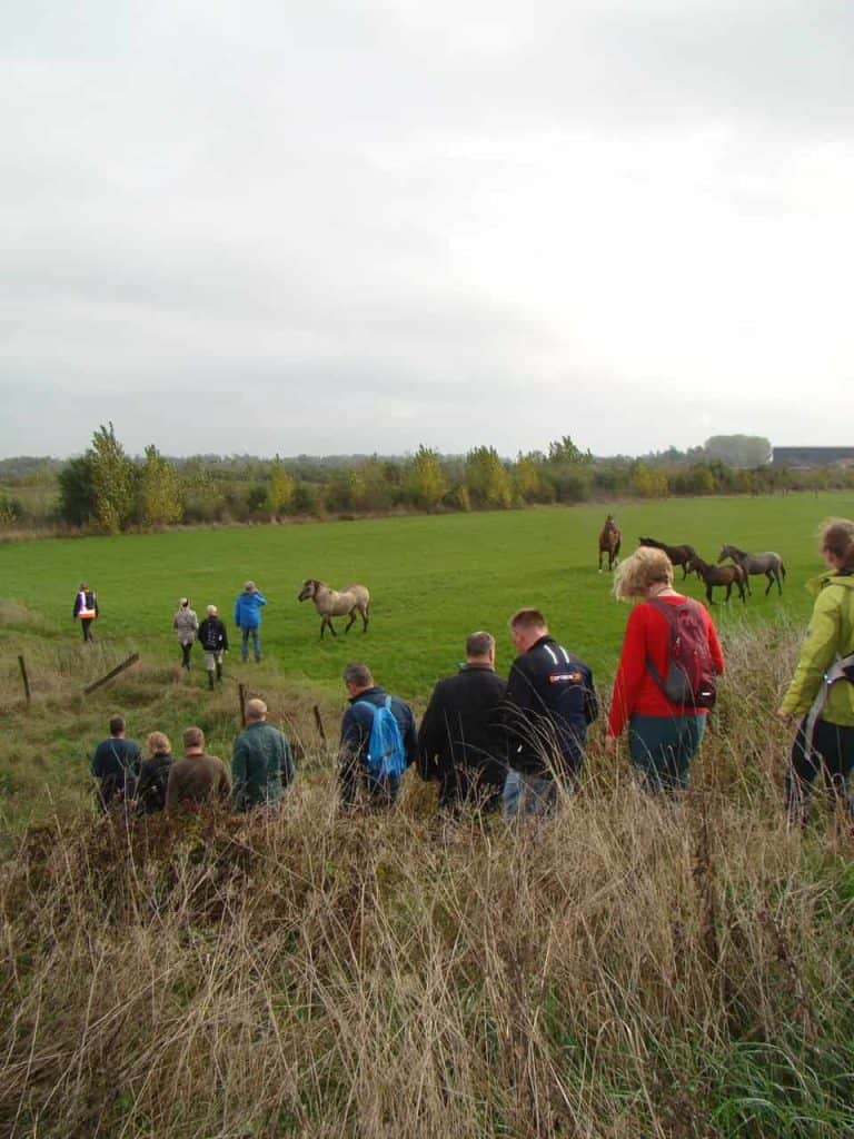 Rustige wandeling op 't Gelders Eiland met wandelaars en paarden in een uitgestrekt groen landschap.