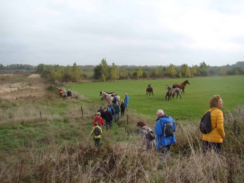 Wandelgroep op 't Gelders Eiland met paarden en natuur in Gelderland.