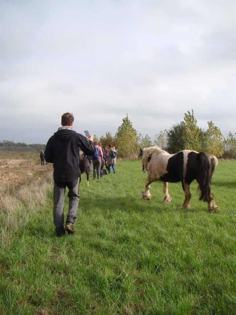 Gezelschap wandelaars en koeien op 't Gelders Eiland in de natuur.