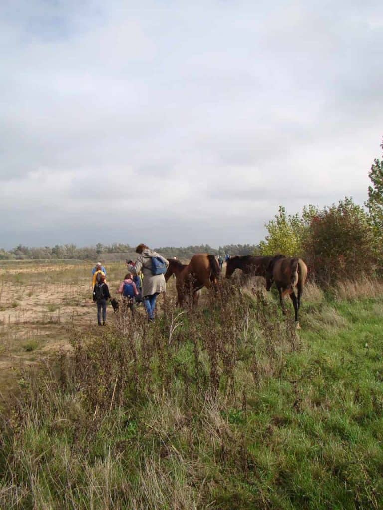 Paardrijden op 't Gelders Eiland met kinderen en volwassenen in de natuur.
