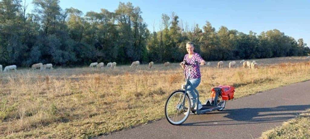 Fietser op 't Gelders Eiland met schaapweide en grazende schapen.