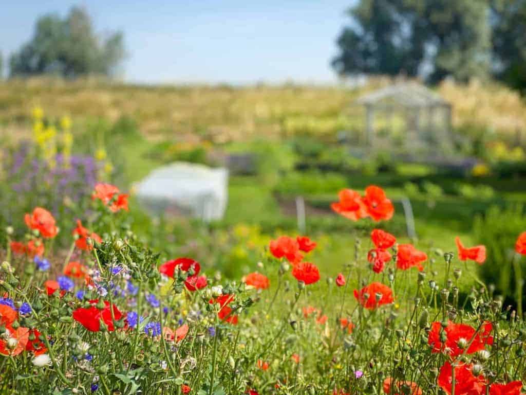 Bloemen in de tuin op 't Gelders Eiland met kleurrijke bloemen en groene velden.