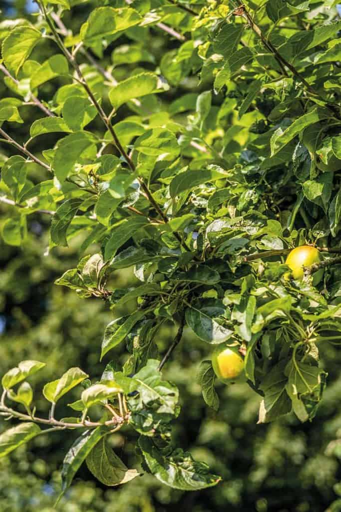 Appelboom met rijpe gele appels op ’t Gelders Eiland, groene bladeren.