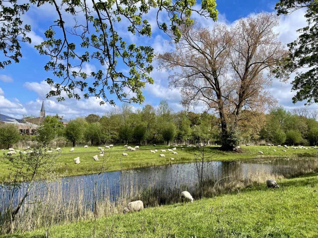 Gelders Eiland landschap met grazende schapen langs een rivier onder een blauwe hemel.