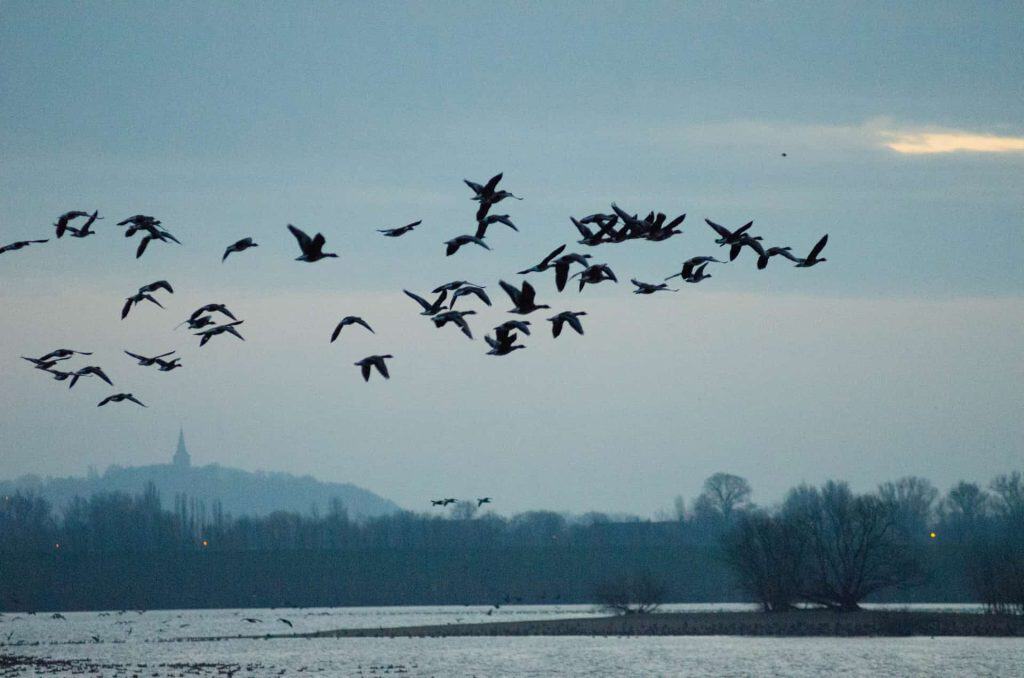 Zwanen vliegen over het water op ’t Gelders Eiland in de natuur.