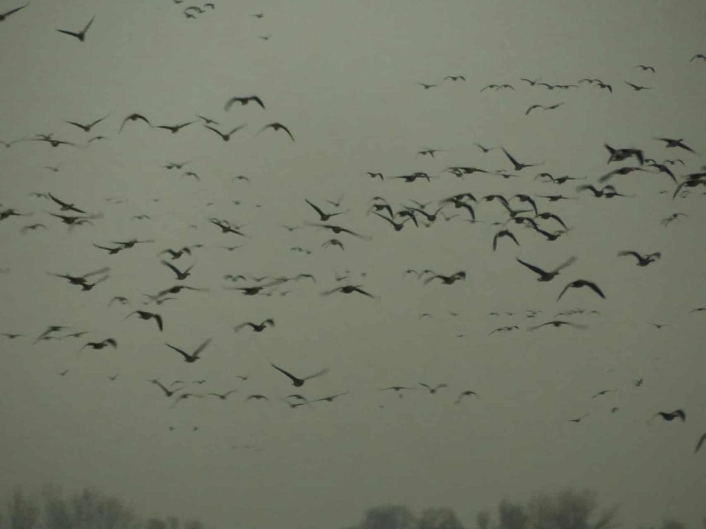 Vogels vliegen over 't Gelders Eiland bij een grijze lucht.