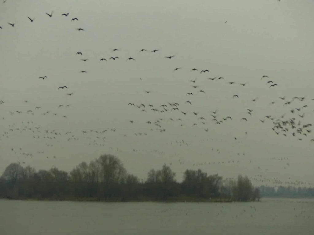 Vogels vliegen over de rivier op 't Gelders Eiland in een grijze, mistige omgeving.
