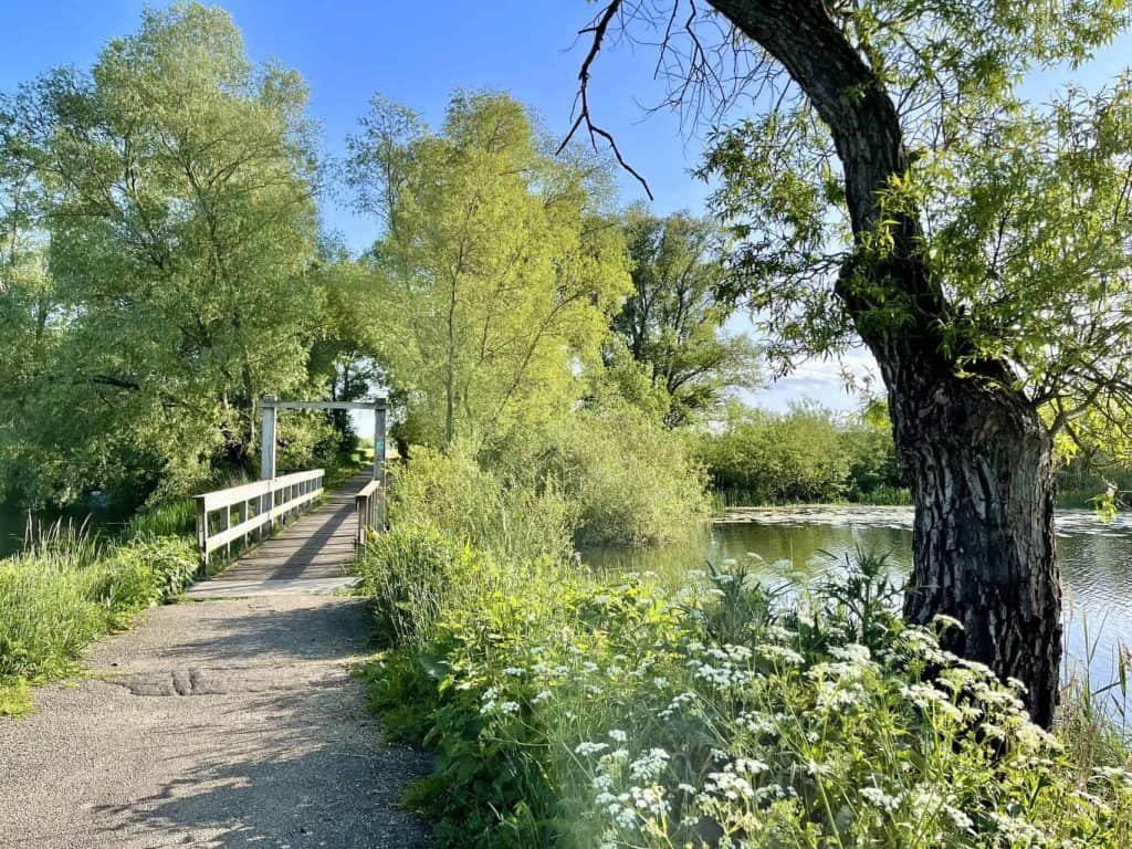 Zomerse natuur langs de rivier op 't Gelders Eiland, met groene bomen en een houten brug.