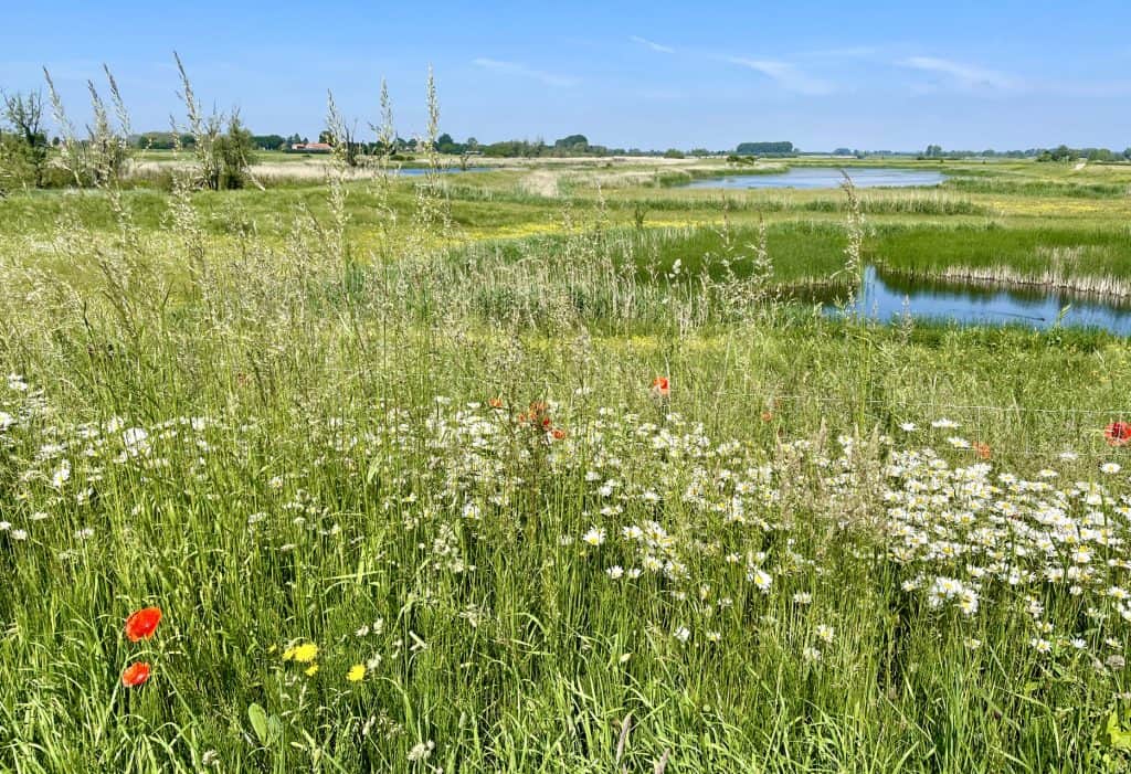 Landschap op 't Gelders Eiland met bloemen, riet en waterpartijen onder een blauwe hemel.
