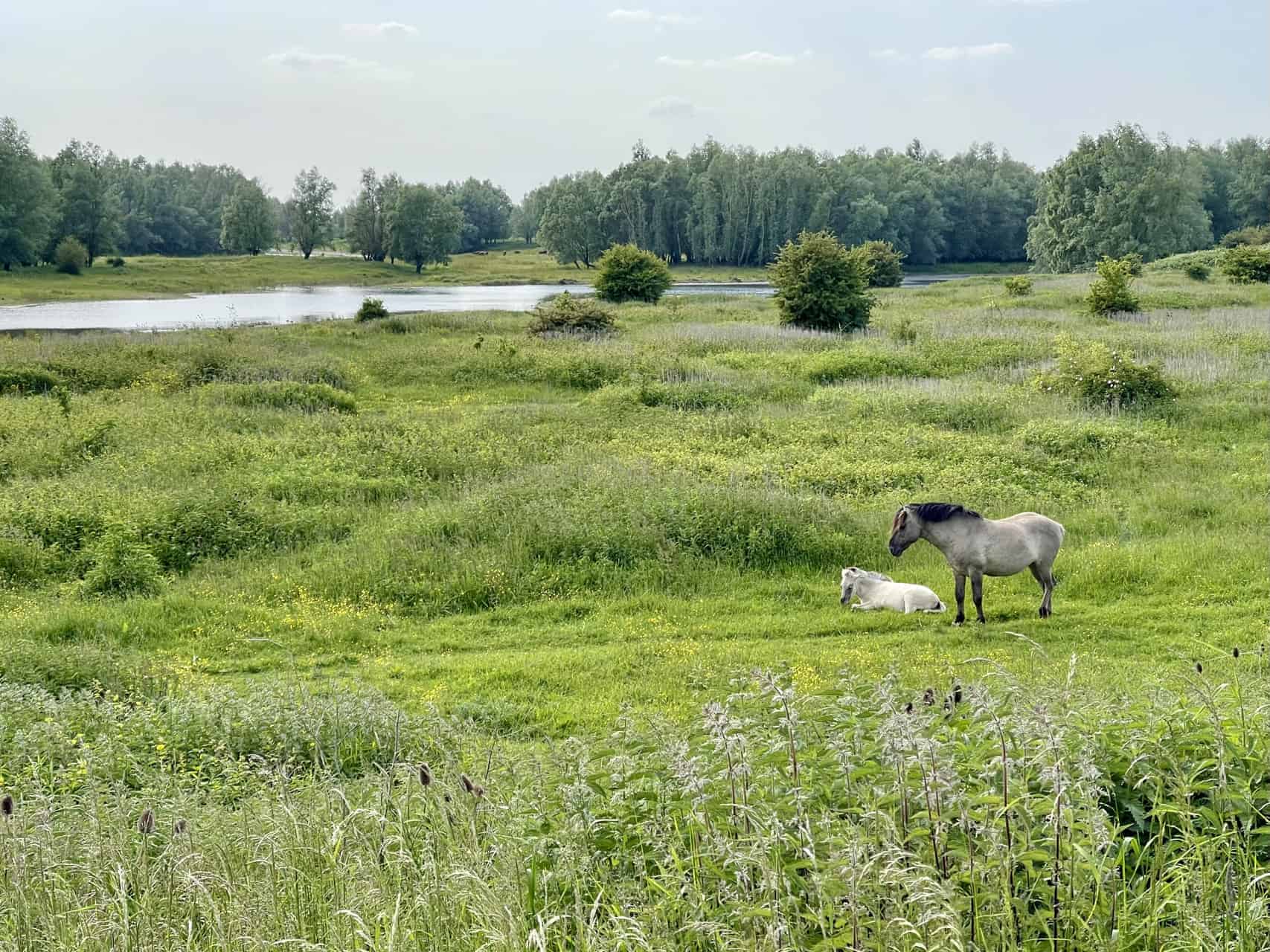 Rustig landschap op 't Gelders Eiland met grazende paarden en waterpartijen.